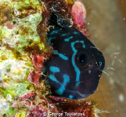 Curious Blenny!!! by George Touliatos 